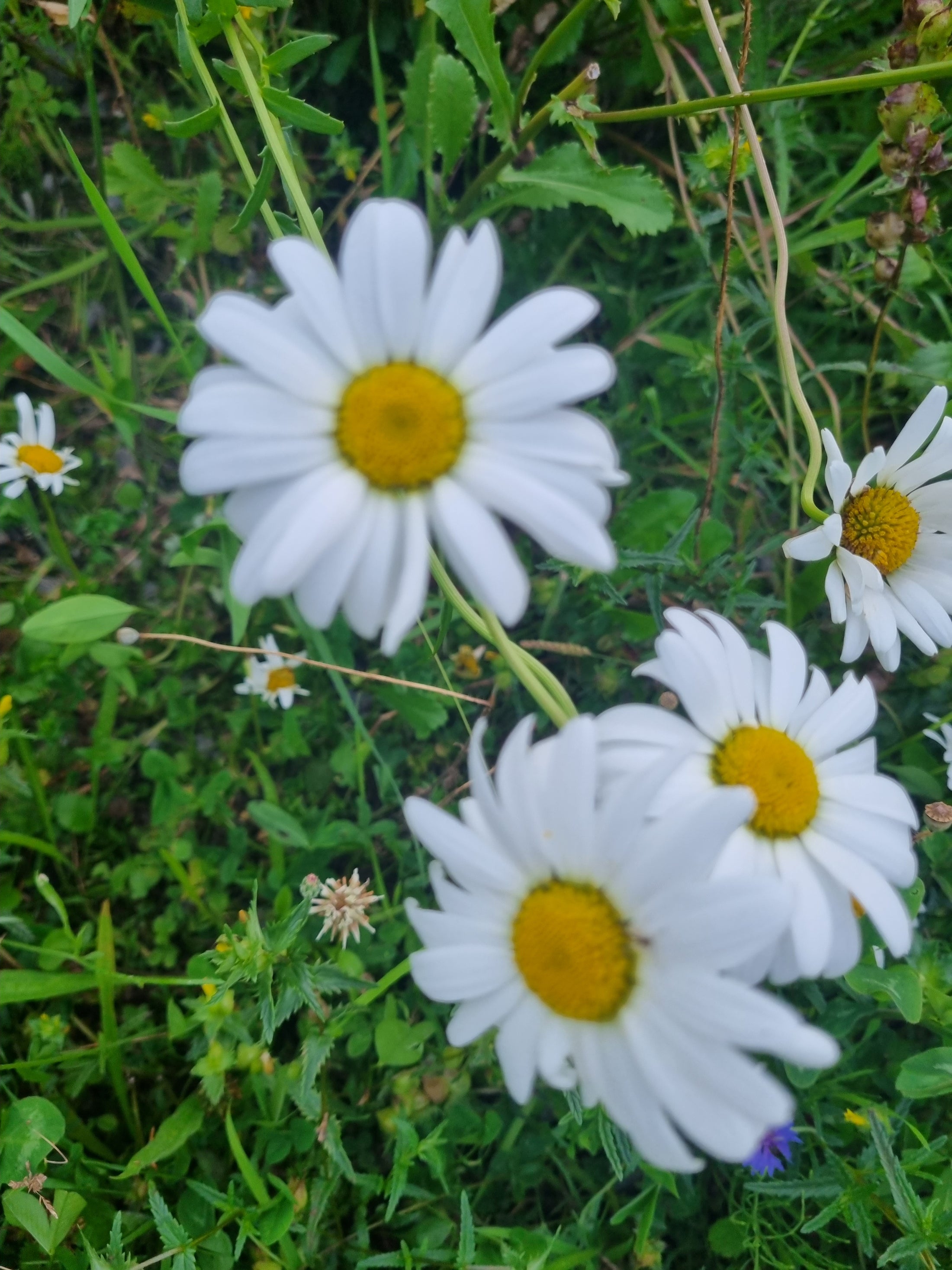 Ox-Eye Daisy fresh Tincture, Local
