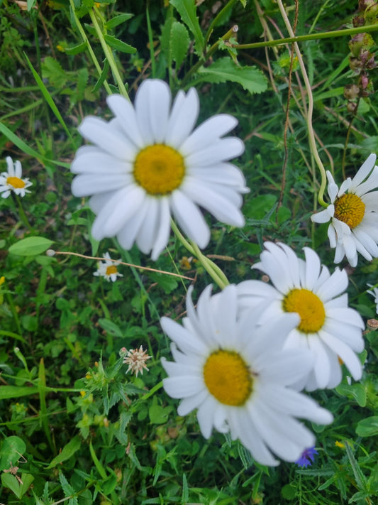 Ox-Eye Daisy fresh Tincture, Local