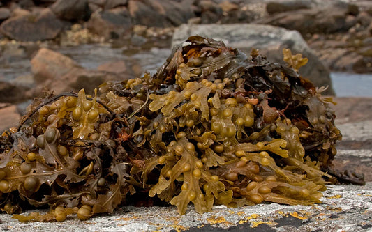 Organic Bladderwrack Milled