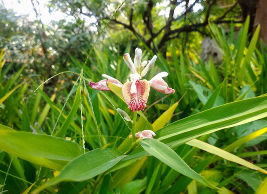 Cardamom Seed Tincture (organic)