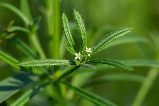 Cleavers Tincture, Fresh Organic