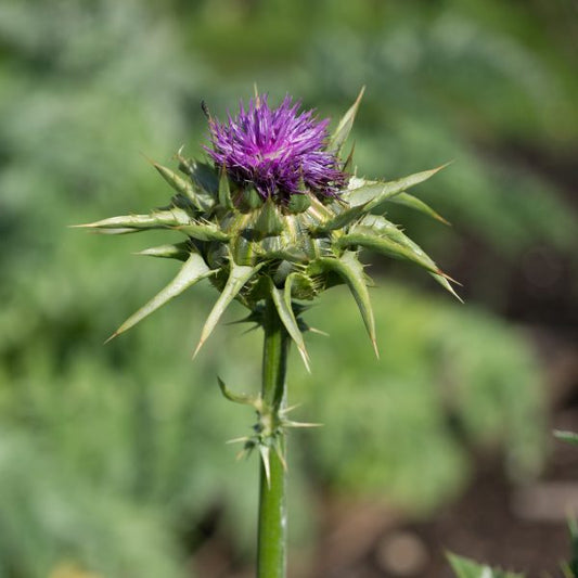 Milk Thistle Tincture