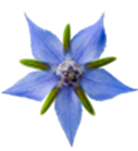 Custom Botanical Oil Blend