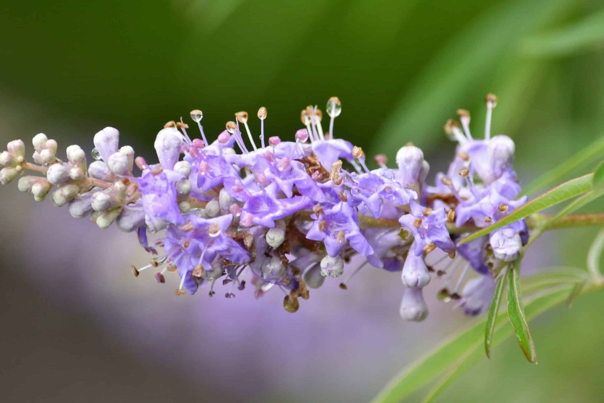 Agnus Castus Tincture