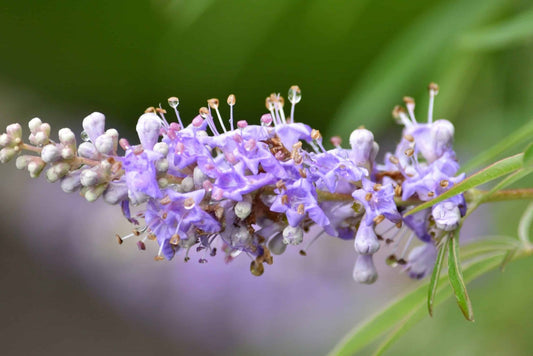 Agnus Castus Tincture