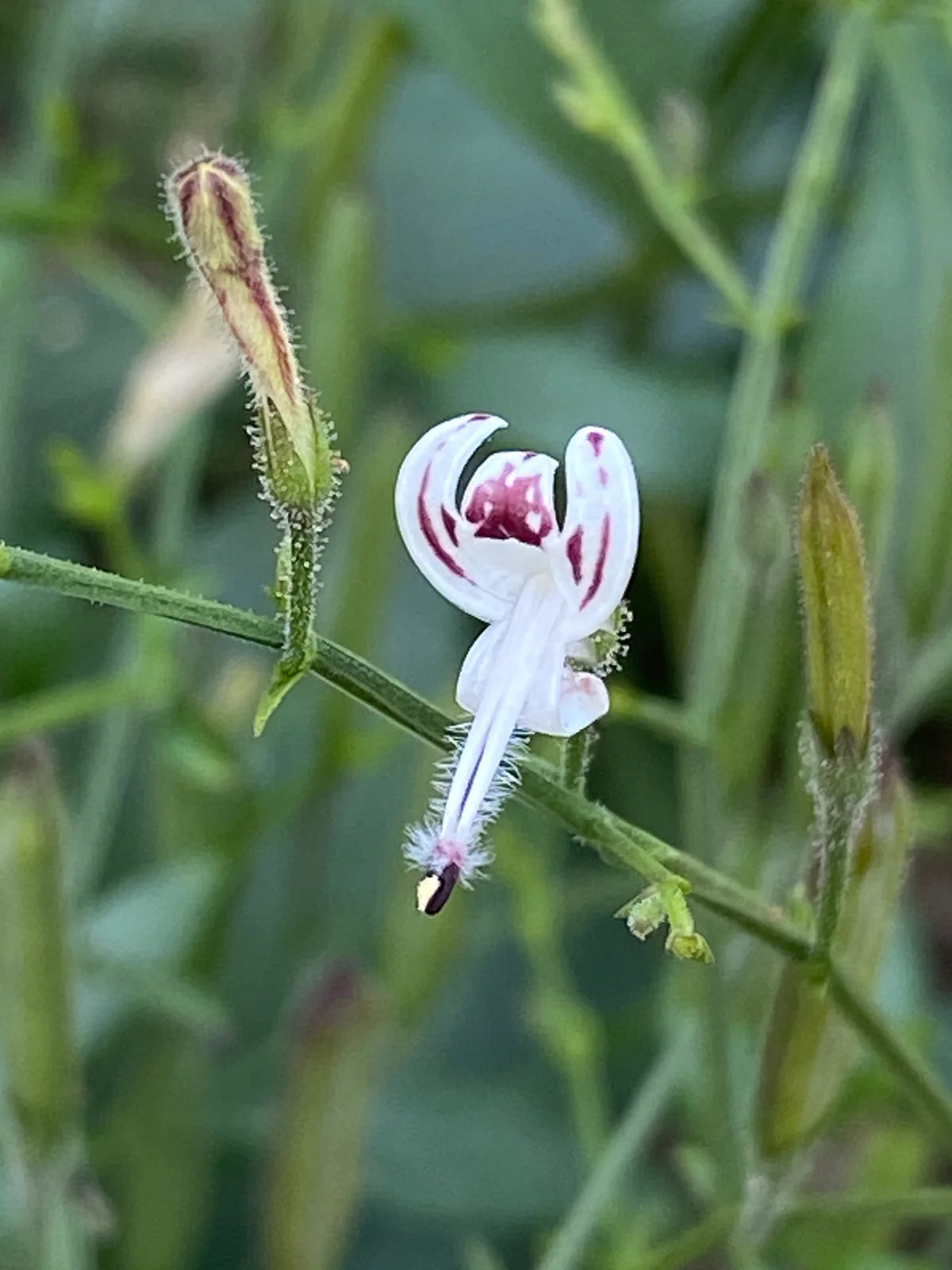 Andrographis Tincture