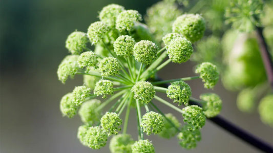 Universal Digestive Formula