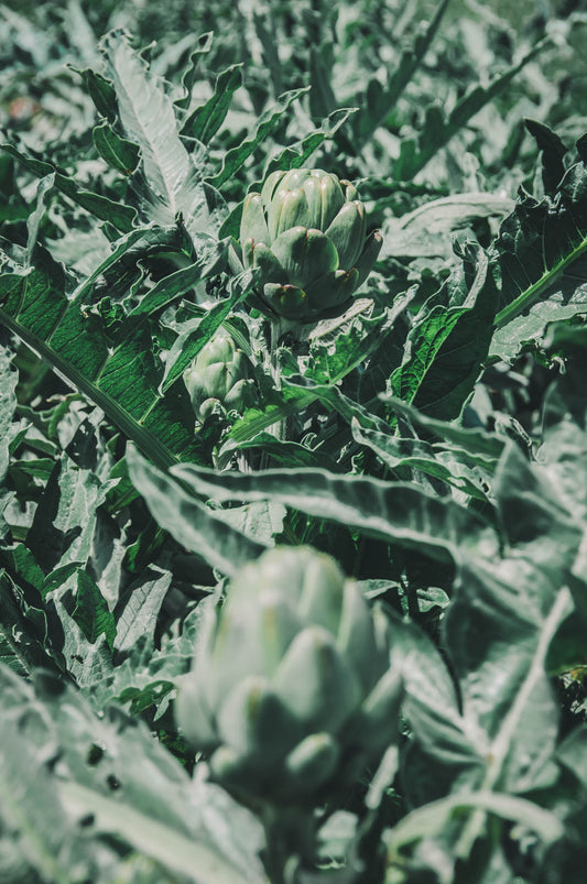 Artichoke Tincture, Biodynamic Fresh