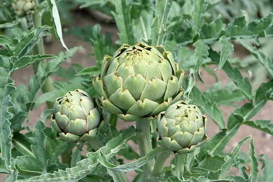 Artichoke Tincture