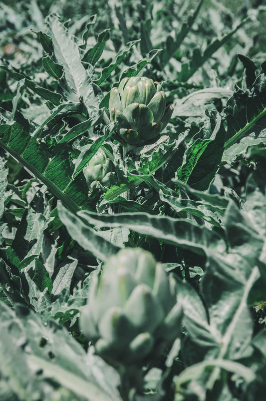 Artichoke Tincture, Biodynamic Fresh