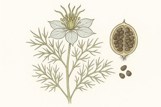 Black Cumin Seed Oil (Nigella sativa) – 100ml