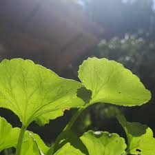 Foirmle Coimpléasc Cothaithe Inchinn Gingko