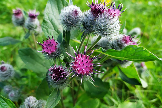 Burdock Root Tincture