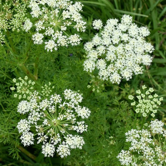 Caraway Tincture (organic)