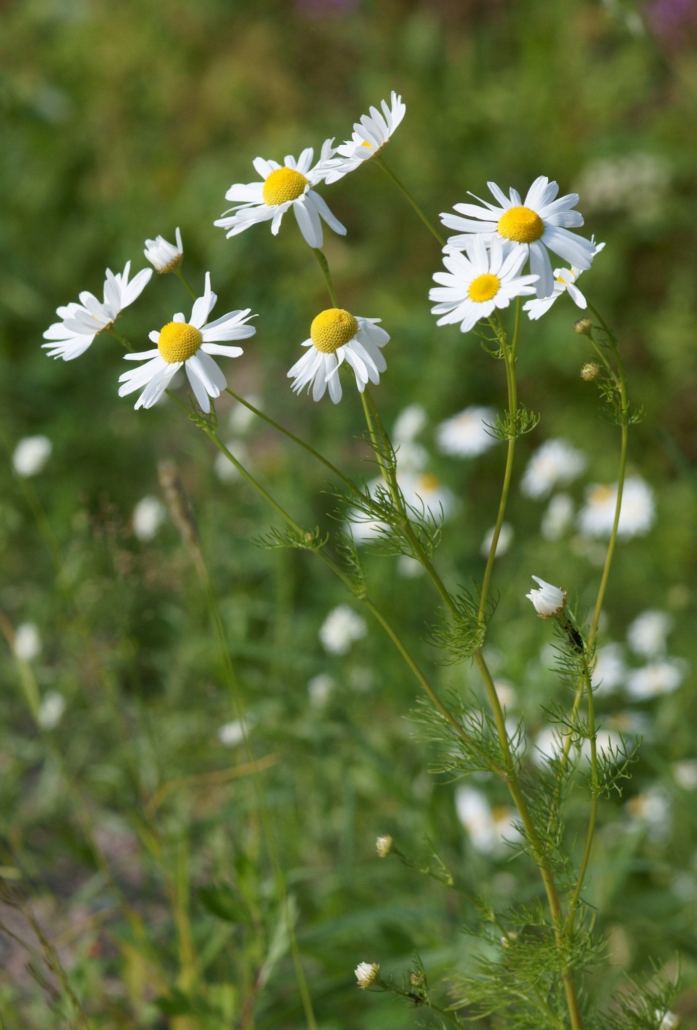 Chamomile Tincture (distilled)
