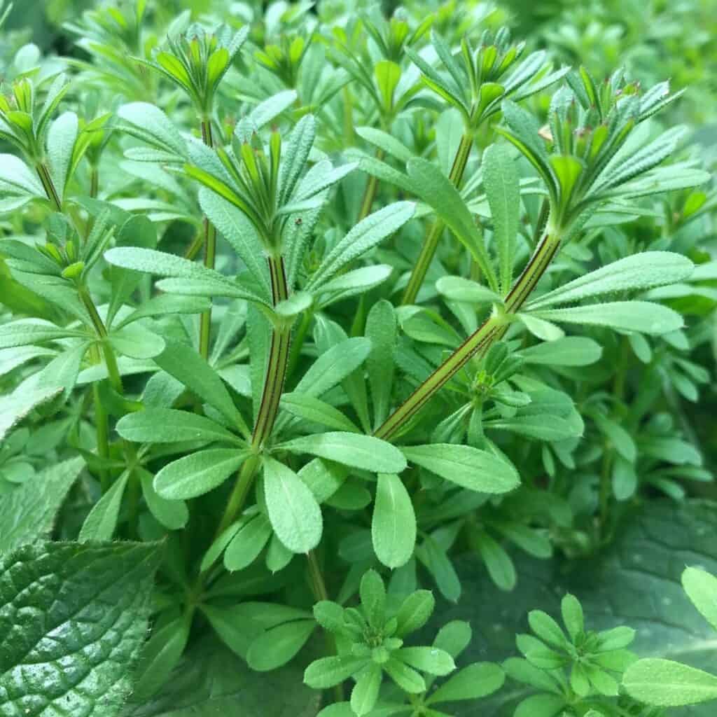 Cleavers Tincture
