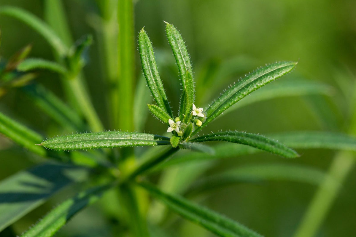 Cleavers Tincture, Fresh