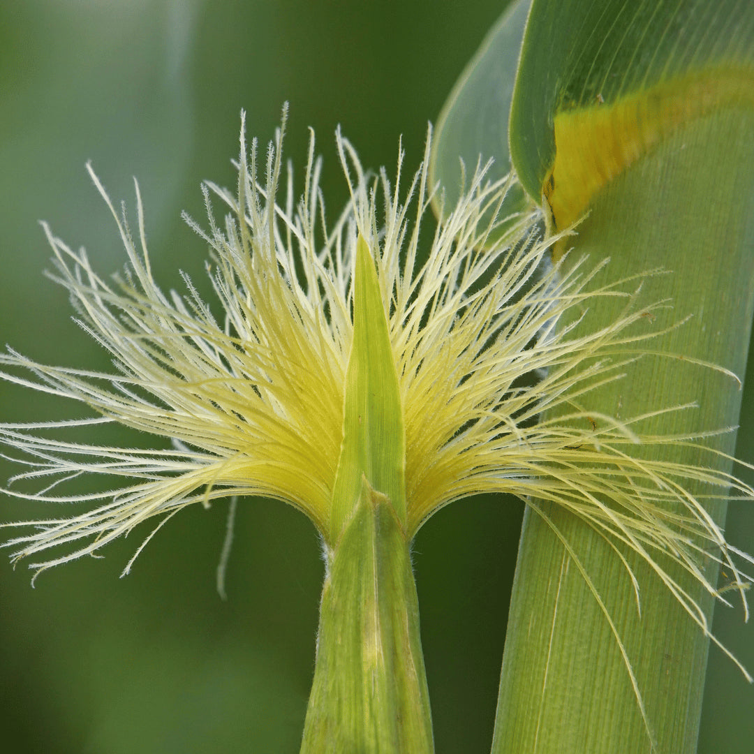 Corn Silk Tincture