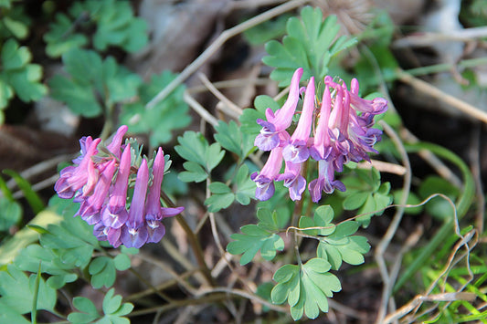 Corydalis Yan Hu Suo Tincture