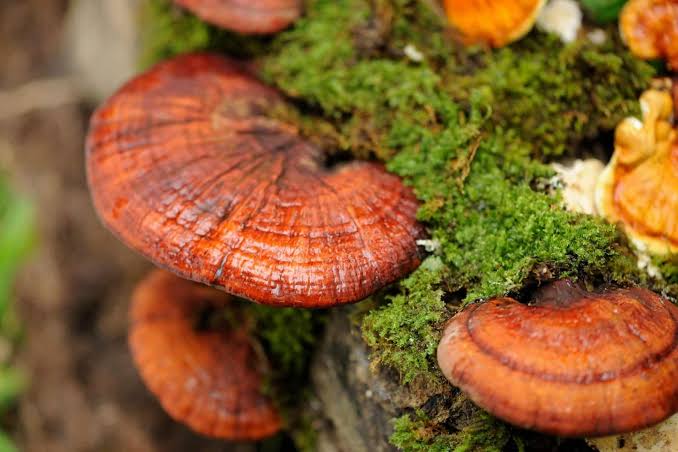Reishi Mushroom Dual Tincture (Ling zhi)