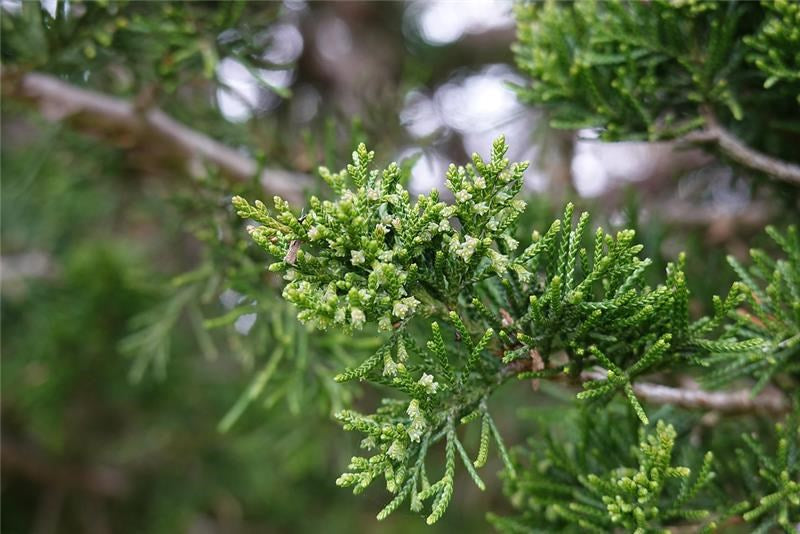 Cedarwood virginiana/ Eastern Red Cedar