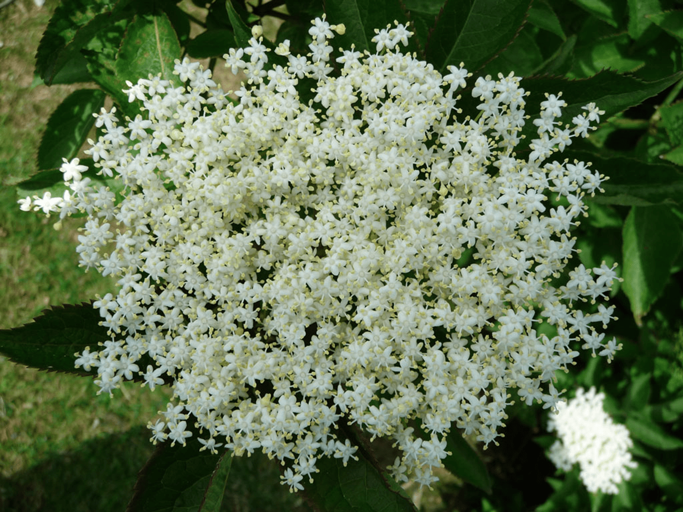 Elderflower Fresh Tincture