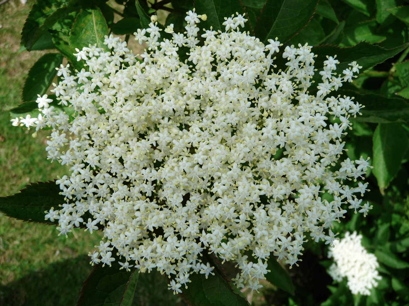 Elderflower Fresh Tincture (organic)