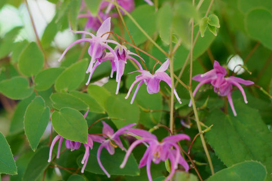 Horny Goat Weed (Yin Yang Huo) Tincture