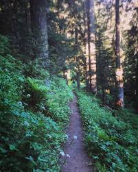 Forest Bathing Massage & Body Oil