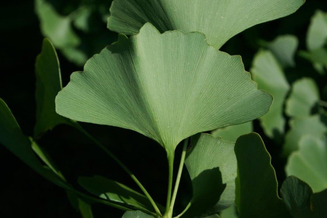 Ginkgo Biloba Tincture