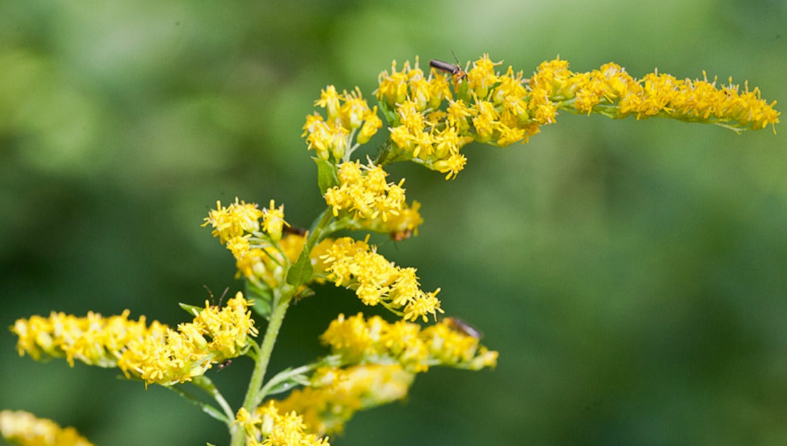 Goldenrod Tincture (organic)