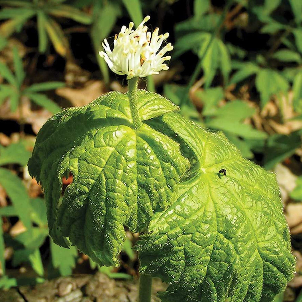 Goldenseal Root Tincture (grown in Scotland)
