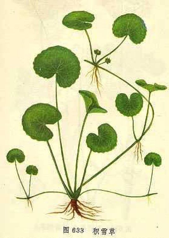 Gotu Kola Infused Sweet Almond Oil