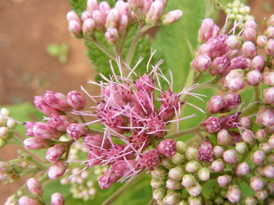 Gravel Root Tincture