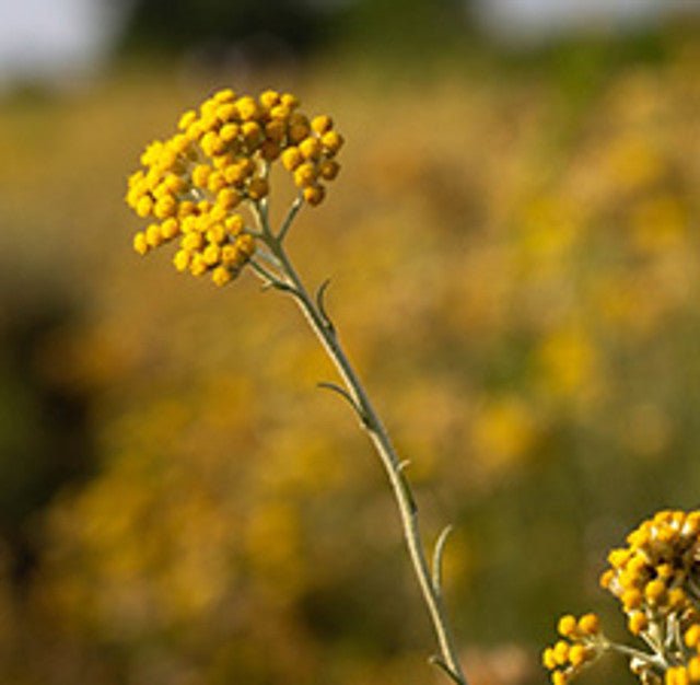 Helichrysum Essential Oil 10% in coconut oil