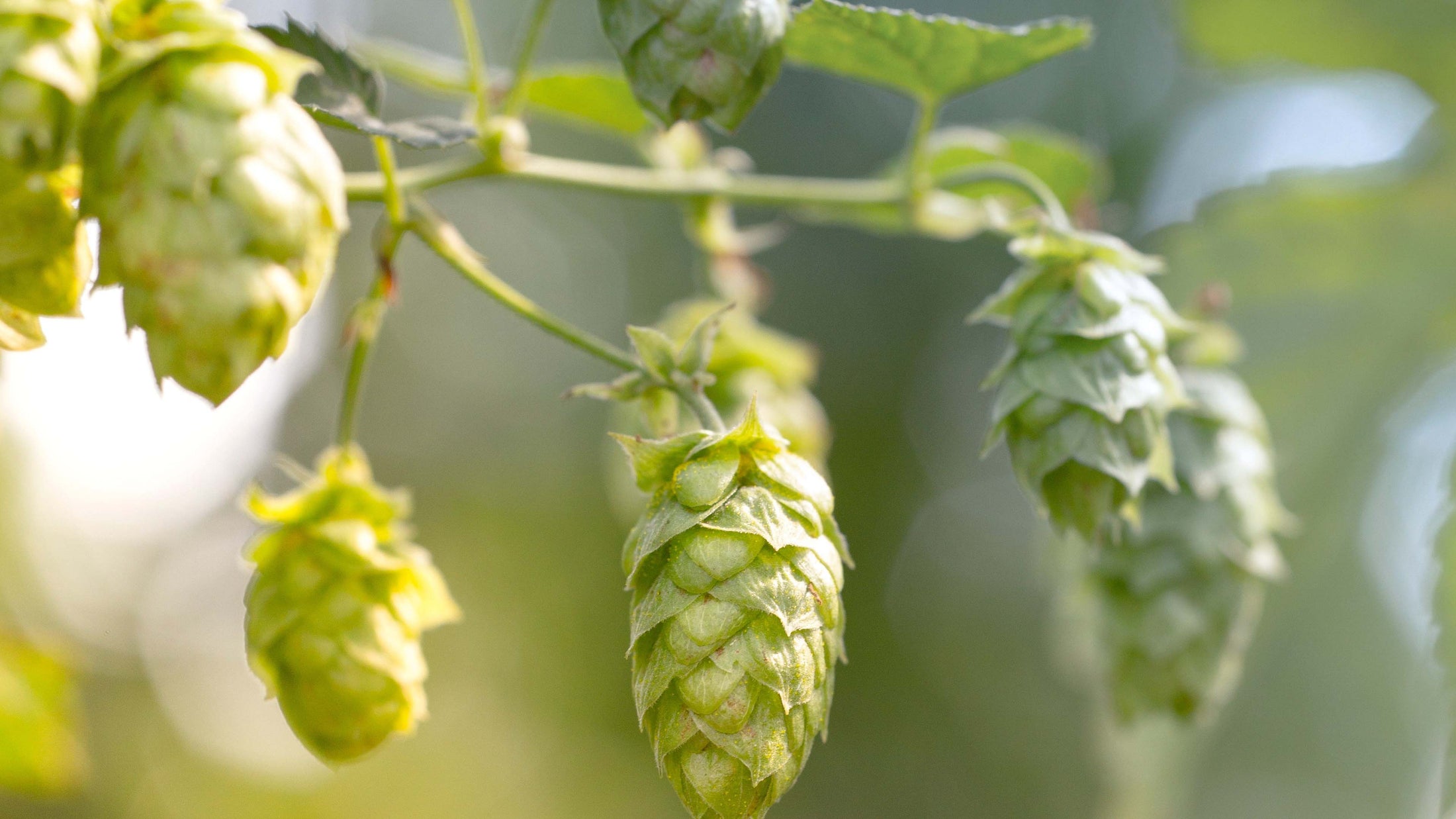 Hops Tincture