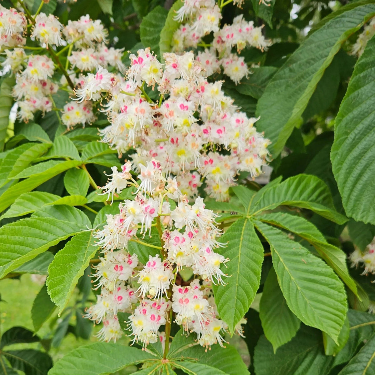 Horse Chestnut Tincture
