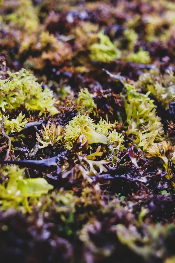 Irish Carrageen Moss (Seamoss) Capsules, Sun Bleached