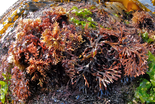 Irish Carrageen Moss (Wild Seamoss) Powder, Sun Bleached