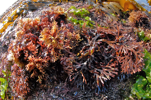 Organic Irish Carrageen Moss (Seamoss) Powder, Sun Bleached