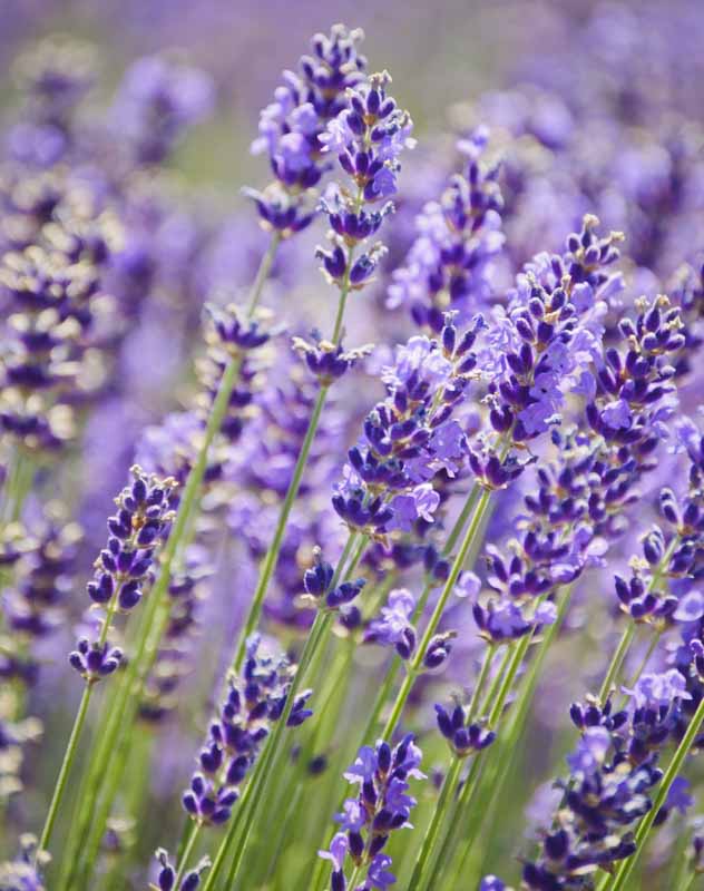 Lavender Essential Oil, Organic, Bulgarian 10ml
