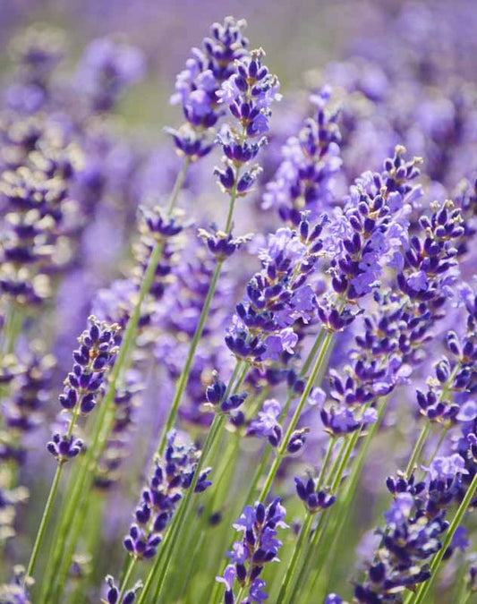 Lavender Essential Oil, Organic, Bulgarian 10ml