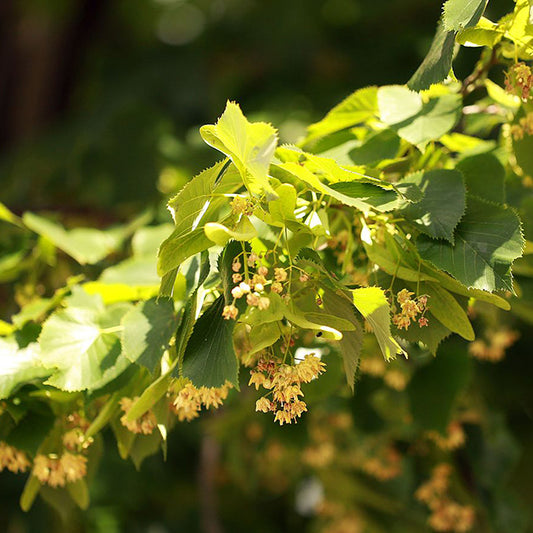 Linden Blossom Essential Oil