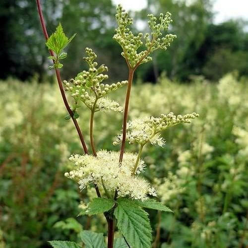 Meadowsweet Tincture