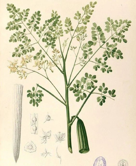 Moringa Seed Oil