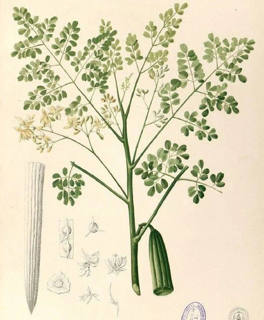 Moringa Seed Oil