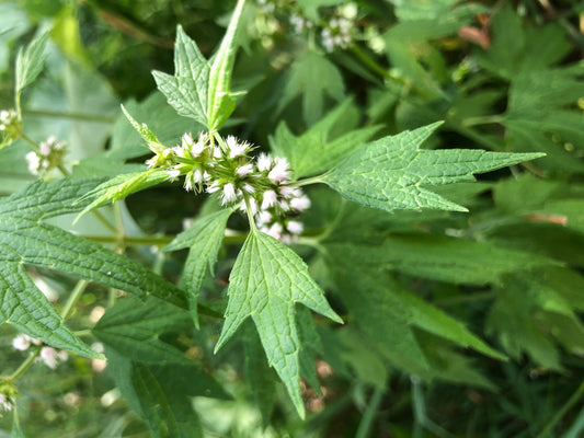 Motherwort Herb Tincture, Fresh Organic
