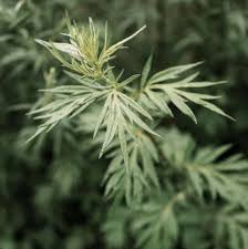 Mugwort Tincture
