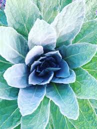 Tincture Mullein (orgánach)