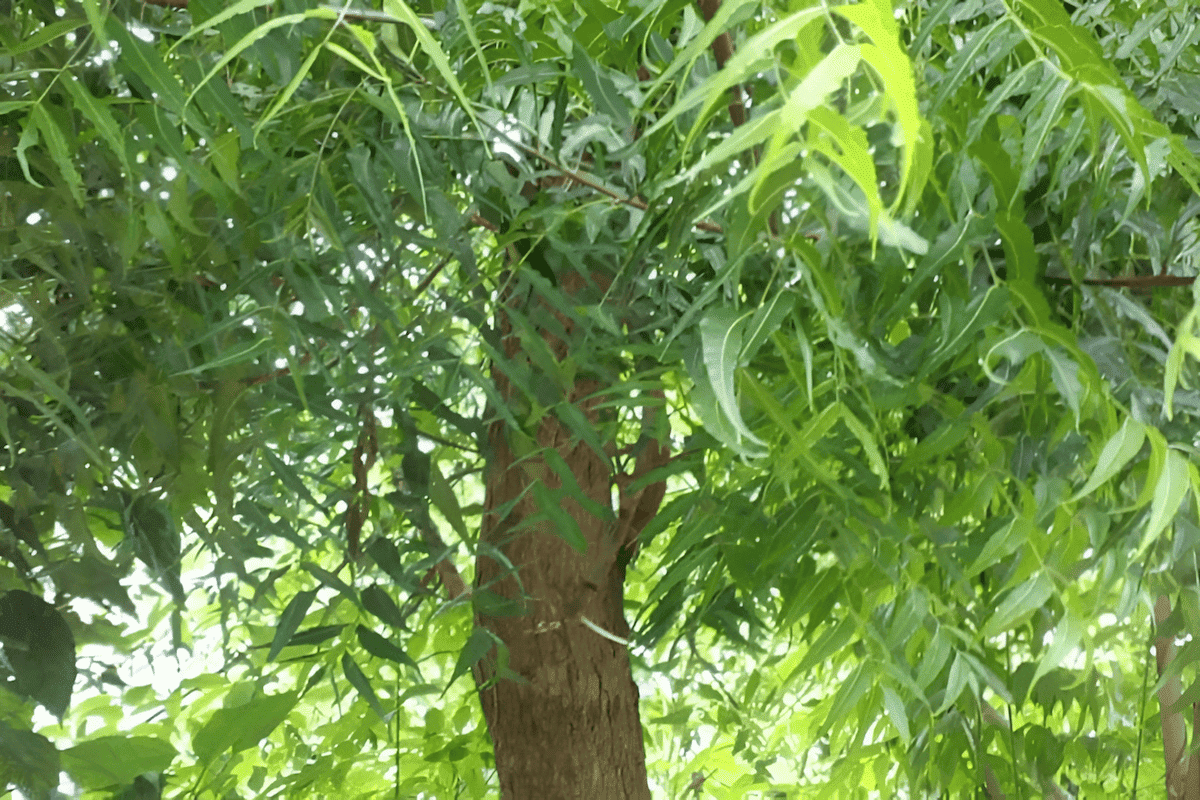 Neem Tincture
